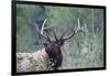 Roosevelt Bull Elk-Ken Archer-Framed Photographic Print