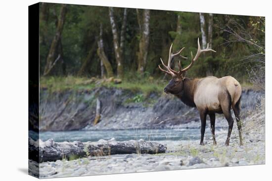 Roosevelt Bull Elk-Ken Archer-Stretched Canvas