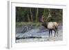 Roosevelt Bull Elk-Ken Archer-Framed Photographic Print