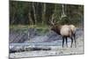 Roosevelt Bull Elk-Ken Archer-Mounted Photographic Print