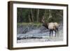 Roosevelt Bull Elk-Ken Archer-Framed Photographic Print