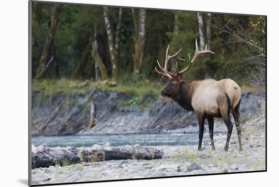 Roosevelt Bull Elk-Ken Archer-Mounted Photographic Print