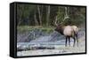 Roosevelt Bull Elk-Ken Archer-Framed Stretched Canvas