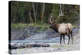 Roosevelt Bull Elk-Ken Archer-Stretched Canvas