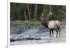 Roosevelt Bull Elk-Ken Archer-Framed Premium Photographic Print