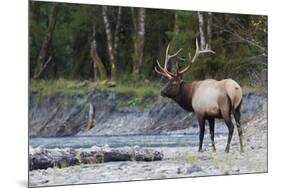 Roosevelt Bull Elk-Ken Archer-Mounted Premium Photographic Print