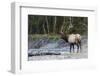 Roosevelt Bull Elk-Ken Archer-Framed Photographic Print