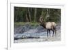 Roosevelt Bull Elk-Ken Archer-Framed Photographic Print