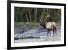 Roosevelt Bull Elk-Ken Archer-Framed Photographic Print