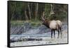 Roosevelt Bull Elk-Ken Archer-Framed Stretched Canvas