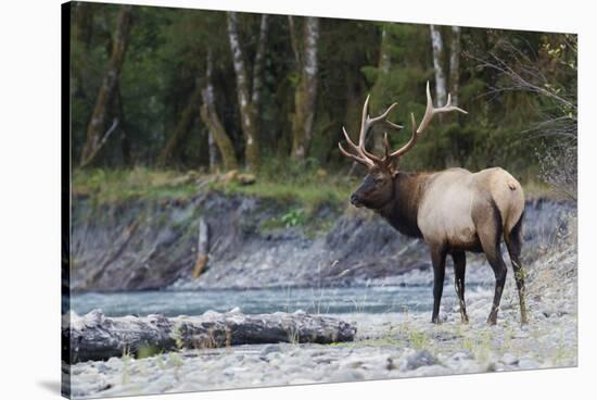 Roosevelt Bull Elk-Ken Archer-Stretched Canvas