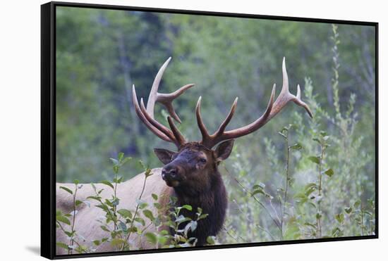 Roosevelt Bull Elk-Ken Archer-Framed Stretched Canvas