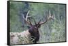 Roosevelt Bull Elk-Ken Archer-Framed Stretched Canvas