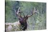 Roosevelt Bull Elk-Ken Archer-Stretched Canvas