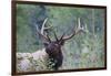 Roosevelt Bull Elk-Ken Archer-Framed Premium Photographic Print