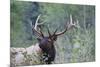 Roosevelt Bull Elk-Ken Archer-Mounted Premium Photographic Print