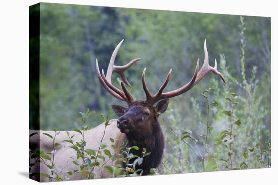 Roosevelt Bull Elk-Ken Archer-Stretched Canvas