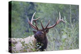 Roosevelt Bull Elk-Ken Archer-Stretched Canvas