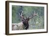 Roosevelt Bull Elk-Ken Archer-Framed Photographic Print