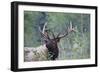 Roosevelt Bull Elk-Ken Archer-Framed Photographic Print