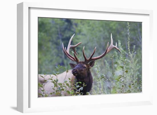 Roosevelt Bull Elk-Ken Archer-Framed Photographic Print