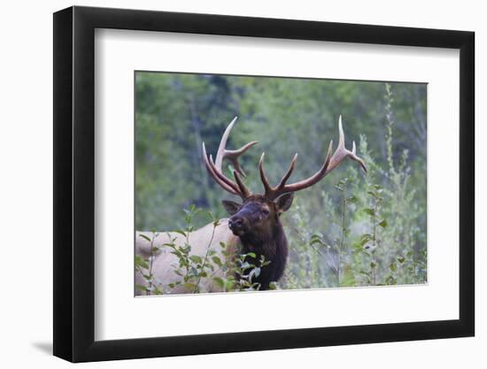 Roosevelt Bull Elk-Ken Archer-Framed Photographic Print