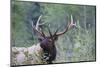 Roosevelt Bull Elk-Ken Archer-Mounted Photographic Print