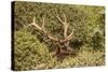 Roosevelt Elk Along the Pacific Coast at Prairie Creek Redwoods Sp-Michael Qualls-Stretched Canvas