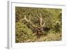 Roosevelt Elk Along the Pacific Coast at Prairie Creek Redwoods Sp-Michael Qualls-Framed Photographic Print