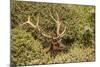 Roosevelt Elk Along the Pacific Coast at Prairie Creek Redwoods Sp-Michael Qualls-Mounted Photographic Print