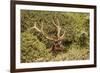 Roosevelt Elk Along the Pacific Coast at Prairie Creek Redwoods Sp-Michael Qualls-Framed Photographic Print