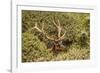 Roosevelt Elk Along the Pacific Coast at Prairie Creek Redwoods Sp-Michael Qualls-Framed Photographic Print