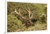 Roosevelt Elk Along the Pacific Coast at Prairie Creek Redwoods Sp-Michael Qualls-Framed Photographic Print