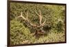 Roosevelt Elk Along the Pacific Coast at Prairie Creek Redwoods Sp-Michael Qualls-Framed Photographic Print