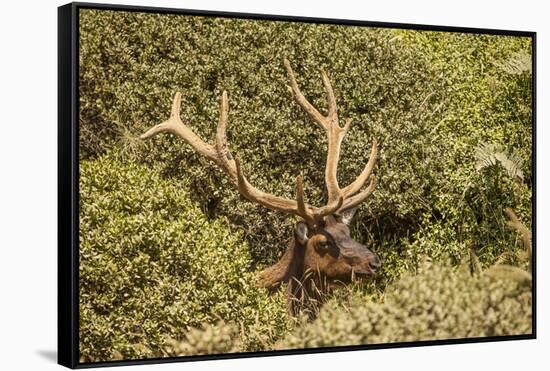 Roosevelt Elk Along the Pacific Coast at Prairie Creek Redwoods Sp-Michael Qualls-Framed Stretched Canvas