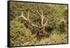 Roosevelt Elk Along the Pacific Coast at Prairie Creek Redwoods Sp-Michael Qualls-Framed Stretched Canvas