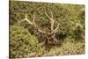 Roosevelt Elk Along the Pacific Coast at Prairie Creek Redwoods Sp-Michael Qualls-Stretched Canvas