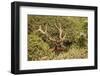 Roosevelt Elk Along the Pacific Coast at Prairie Creek Redwoods Sp-Michael Qualls-Framed Photographic Print