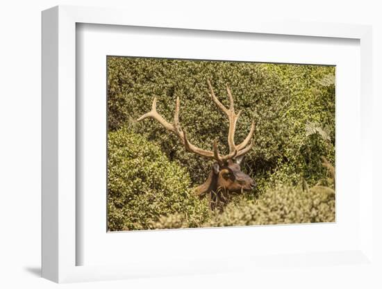 Roosevelt Elk Along the Pacific Coast at Prairie Creek Redwoods Sp-Michael Qualls-Framed Photographic Print