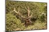 Roosevelt Elk Along the Pacific Coast at Prairie Creek Redwoods Sp-Michael Qualls-Mounted Photographic Print