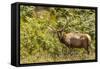 Roosevelt Elk Browsing at Prairie Creek Redwoods Sp, California-Michael Qualls-Framed Stretched Canvas