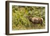 Roosevelt Elk Browsing at Prairie Creek Redwoods Sp, California-Michael Qualls-Framed Photographic Print