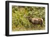 Roosevelt Elk Browsing at Prairie Creek Redwoods Sp, California-Michael Qualls-Framed Photographic Print