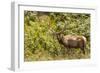 Roosevelt Elk Browsing at Prairie Creek Redwoods Sp, California-Michael Qualls-Framed Photographic Print