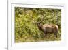 Roosevelt Elk Browsing at Prairie Creek Redwoods Sp, California-Michael Qualls-Framed Photographic Print