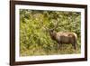 Roosevelt Elk Browsing at Prairie Creek Redwoods Sp, California-Michael Qualls-Framed Photographic Print