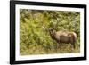 Roosevelt Elk Browsing at Prairie Creek Redwoods Sp, California-Michael Qualls-Framed Photographic Print