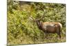 Roosevelt Elk Browsing at Prairie Creek Redwoods Sp, California-Michael Qualls-Mounted Photographic Print