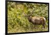 Roosevelt Elk Browsing at Prairie Creek Redwoods Sp, California-Michael Qualls-Framed Photographic Print