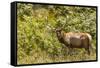 Roosevelt Elk Browsing at Prairie Creek Redwoods Sp, California-Michael Qualls-Framed Stretched Canvas